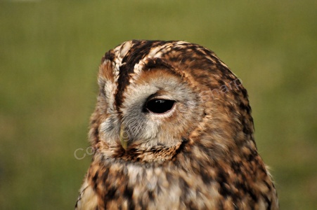 Tawny Owl (Strix aluco) James Sharp